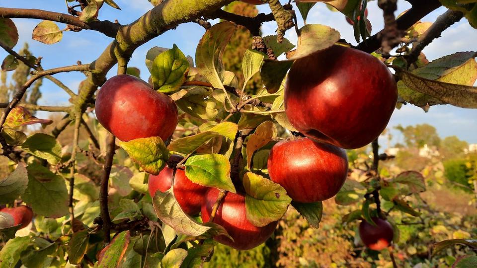 Grundstück Chemnitz Klaffenbach - 150&euro; | Angebot:25300030