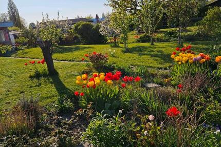 Gepflegter Pachtgarten 370 m² abzugeben Anlage 09126 Schreberhain zimmer