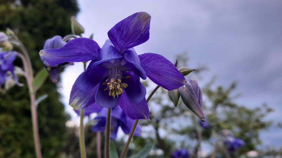 Grundstück Chemnitz Klaffenbach - 150&euro; | Angebot:25300030