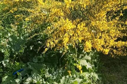 Grundstück Oberschöna - 300&euro; | Angebot:23477599