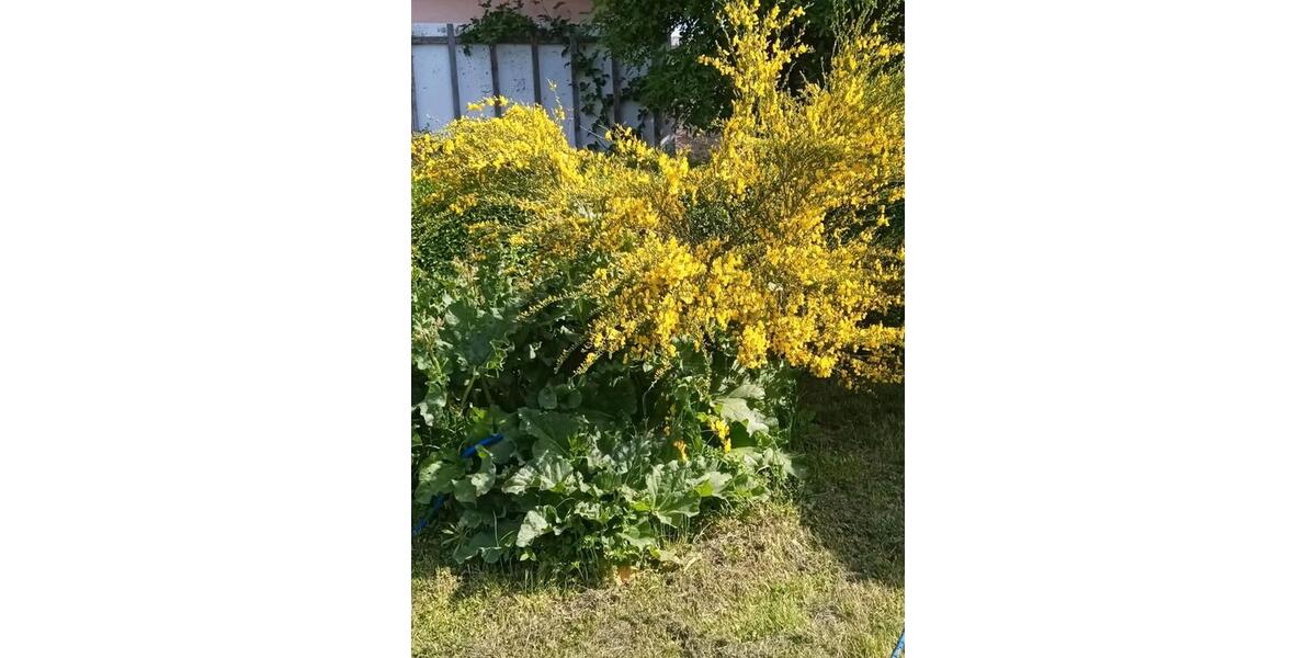 Grundstück Oberschöna - 300&euro; | Angebot:23477599