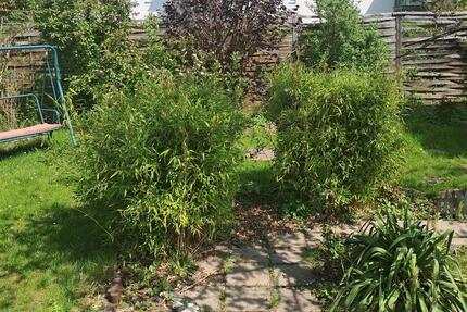 Grundstück Chemnitz Adelsberg - 100&euro; | Angebot:26449554
