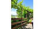 Grundstück Chemnitz Adelsberg - 1.500&euro; | Angebot:25841683