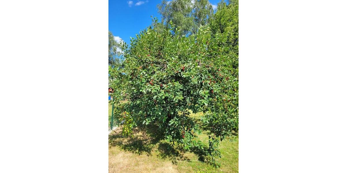 Grundstück Chemnitz Wittgensdorf - 100&euro; | Angebot:16064164