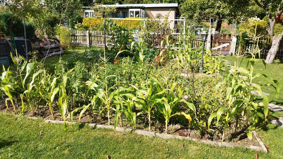 Grundstück Chemnitz - 800&euro; | Angebot:25214599