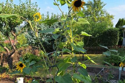 Grundstück Chemnitz Ebersdorf - 2.222&euro; | Angebot:25811683