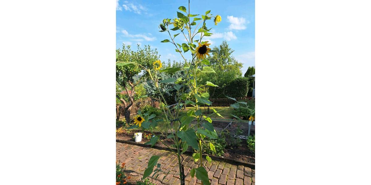 Grundstück Chemnitz Ebersdorf - 2.222&euro; | Angebot:25811683