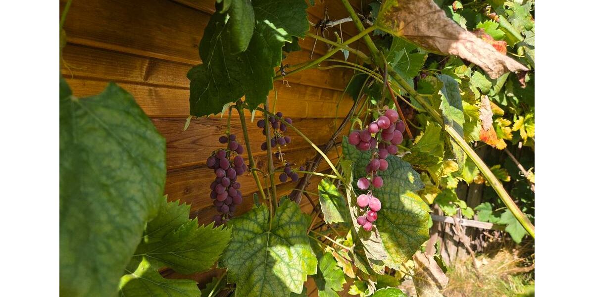 Grundstück Chemnitz Rabenstein - 1.500&euro; | Angebot:24753827