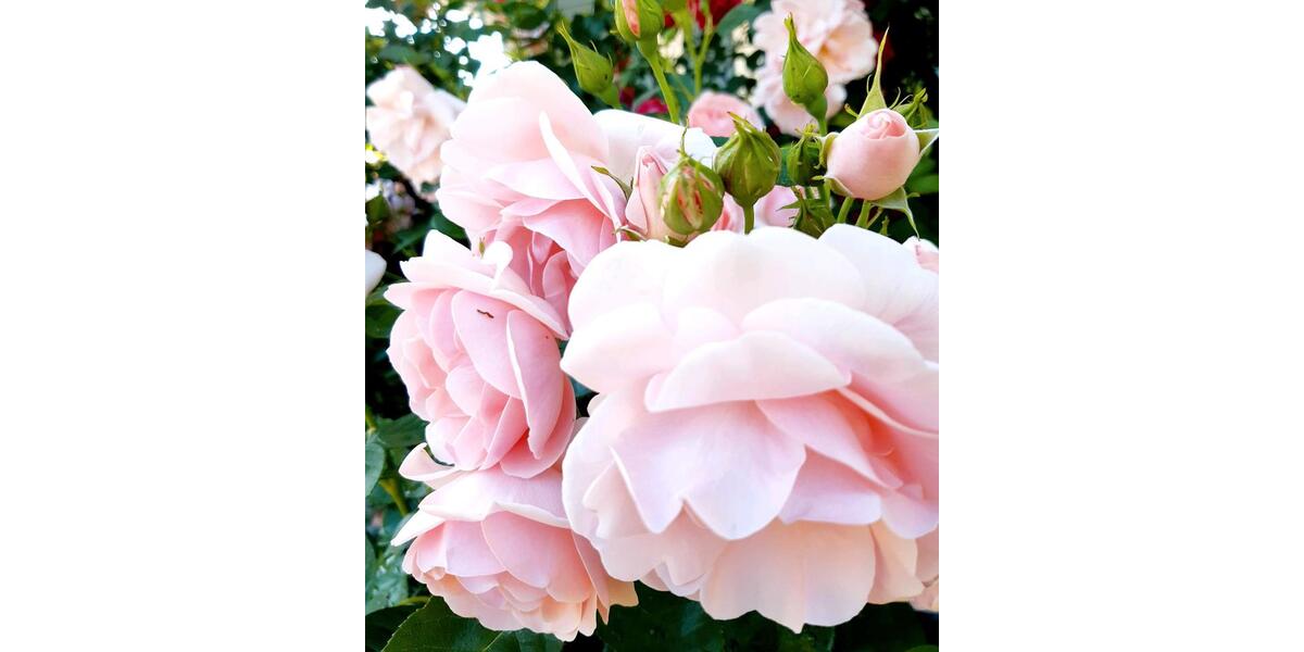 Grundstück Chemnitz Ebersdorf - 2.222&euro; | Angebot:25811683