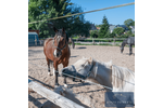 Rundum-sorglos Reitanlage, bezugsfertig Marienberg: Boxen, Reitplatz & Weiden für Freizeitreiter