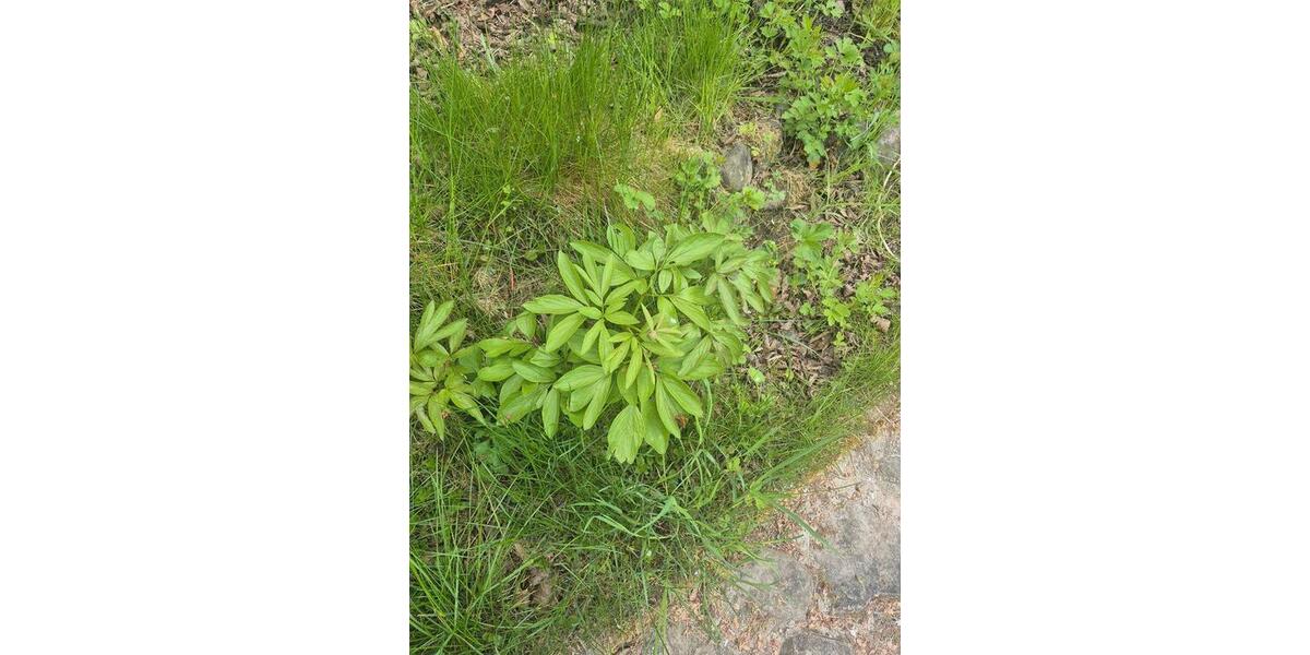 Grundstück Pockau-Lengefeld Lengefeld - 150&euro; | Angebot:26663802