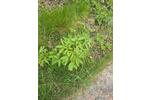 Grundstück Pockau-Lengefeld Lengefeld - 150&euro; | Angebot:26663802