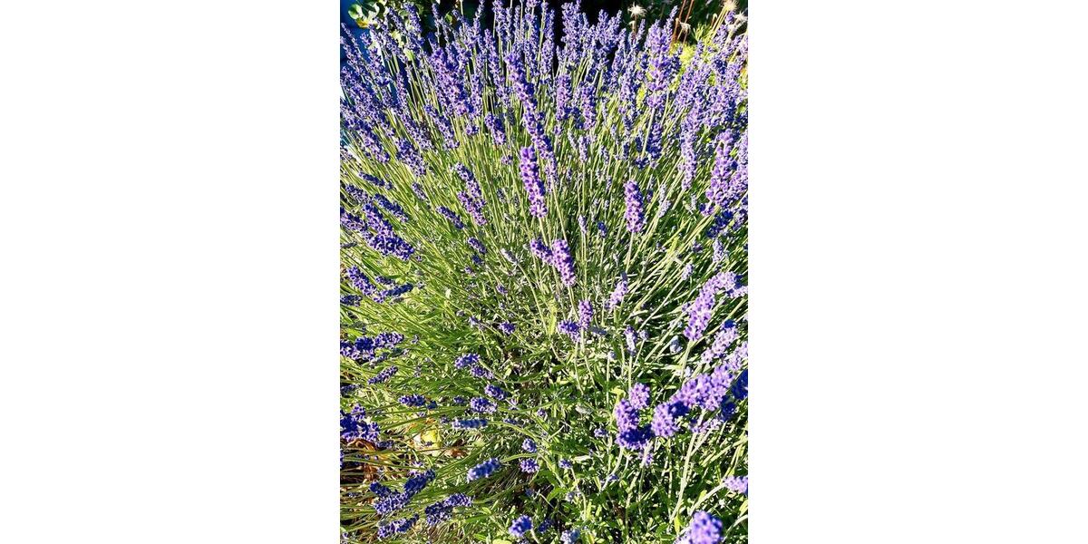 Grundstück Chemnitz Ebersdorf - 2.222&euro; | Angebot:25811683