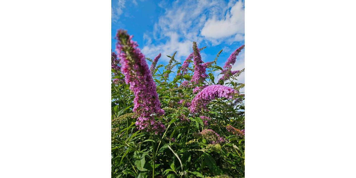 Grundstück Chemnitz Adelsberg - 2.000&euro; | Angebot:22217285