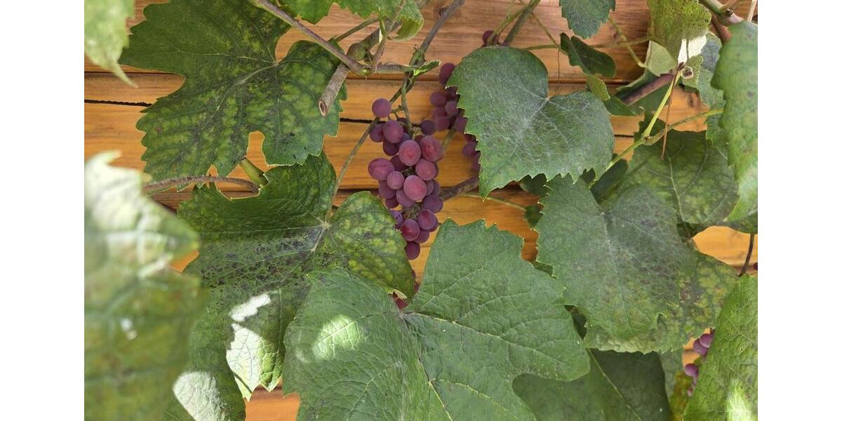 Grundstück Chemnitz Rabenstein - 1.150&euro; | Angebot:25982642