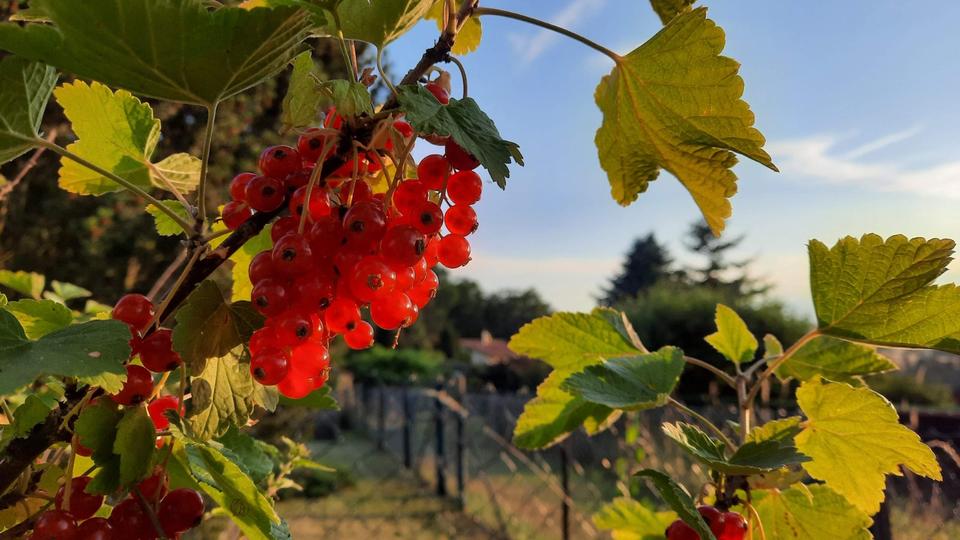 Grundstück Chemnitz Klaffenbach - 150&euro; | Angebot:25300030