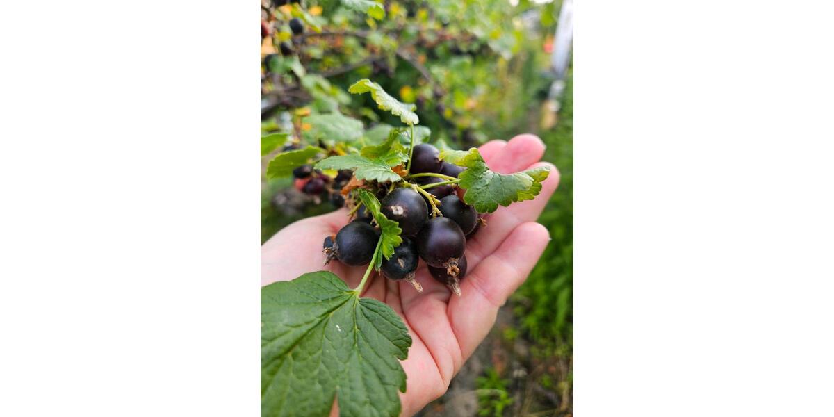 Grundstück Chemnitz Adelsberg - 2.000&euro; | Angebot:22217285