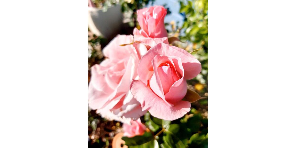 Grundstück Chemnitz Ebersdorf - 2.222&euro; | Angebot:25811683