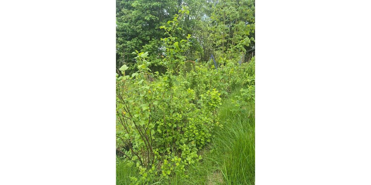 Grundstück Pockau-Lengefeld Lengefeld - 150&euro; | Angebot:26663802