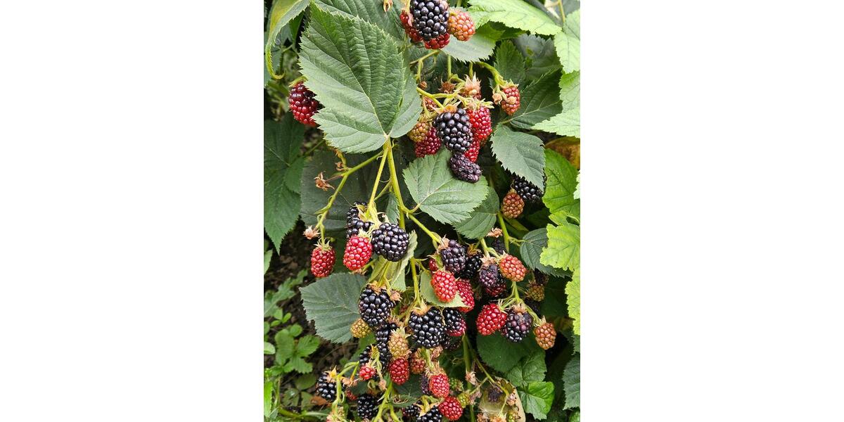 Grundstück Chemnitz Adelsberg - 2.000&euro; | Angebot:22217285