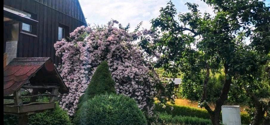 Einfamilienhaus Mittweida - 6 Zimmer, 100 m&sup2;, 1.040&euro; | Angebot:26234107