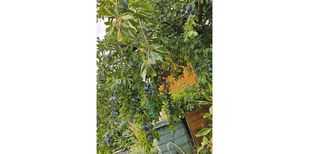 Grundstück Chemnitz Adelsberg - 2.000&euro; | Angebot:22217285