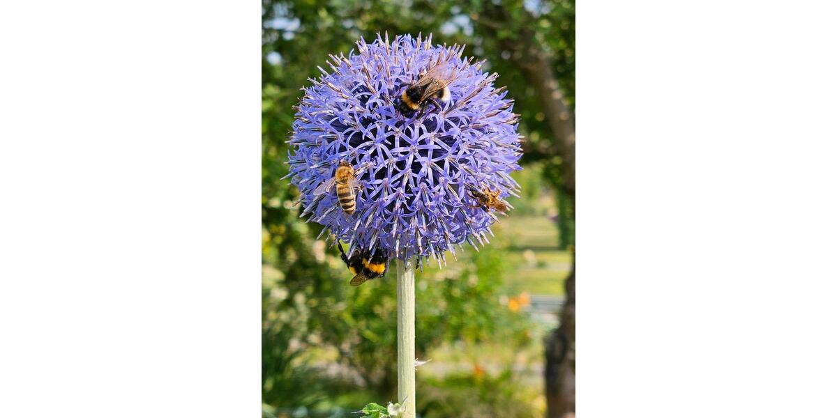 Grundstück Chemnitz Adelsberg - 2.000&euro; | Angebot:22217285