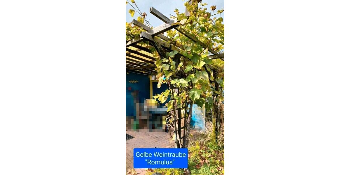 Grundstück Chemnitz Rabenstein - 800&euro; | Angebot:24367154