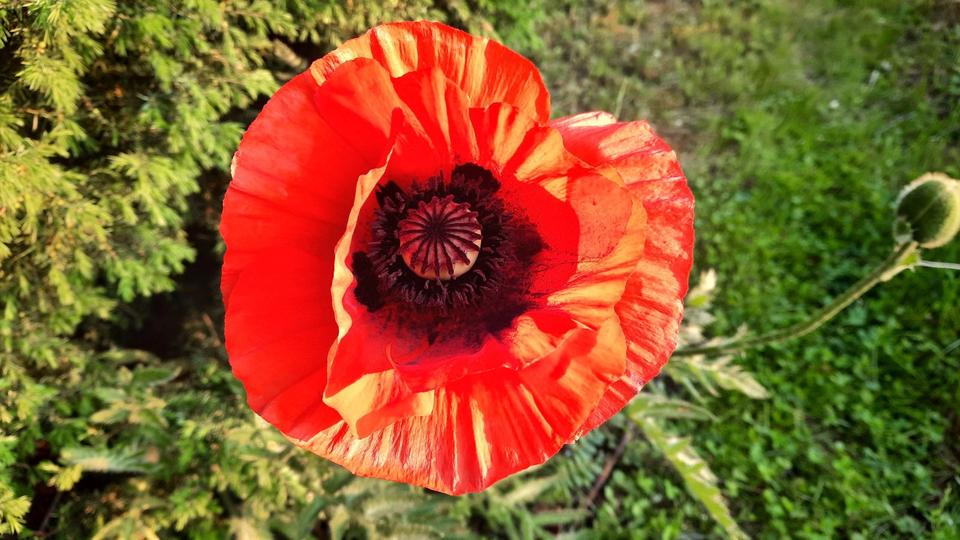 Grundstück Chemnitz Klaffenbach - 150&euro; | Angebot:25300030