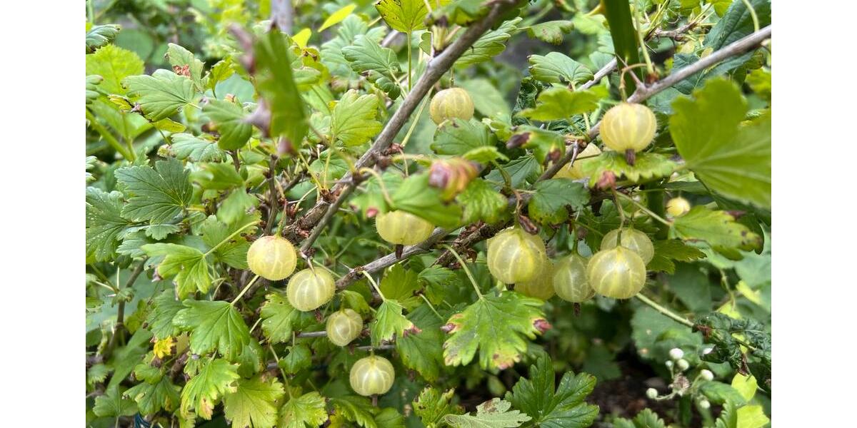 Grundstück Chemnitz Ebersdorf - 1.000&euro; | Angebot:20500465