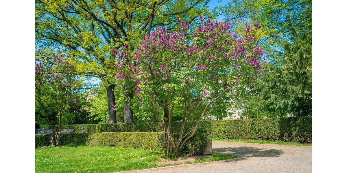 Dachgeschoßwohnung Chemnitz Hilbersdorf - 2 Zimmer, 75 m&sup2;, 413&euro; | Angebot:25369184