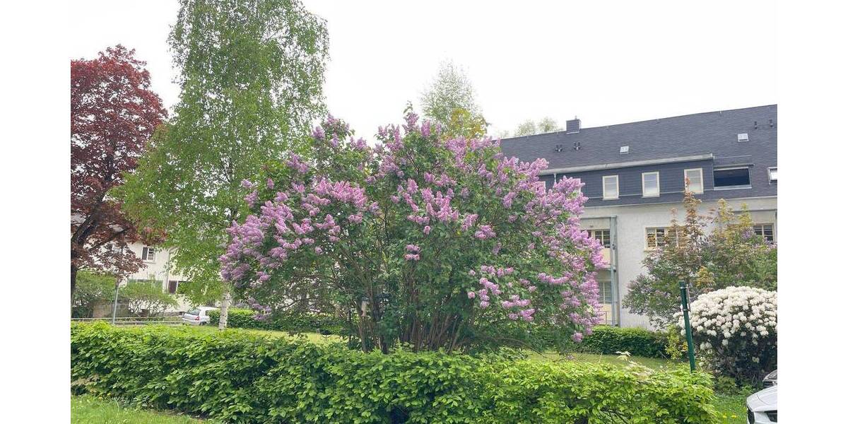 Etagenwohnung Chemnitz Lutherviertel - 2 Zimmer, 43 m&sup2;, 280&euro; | Angebot:26528703