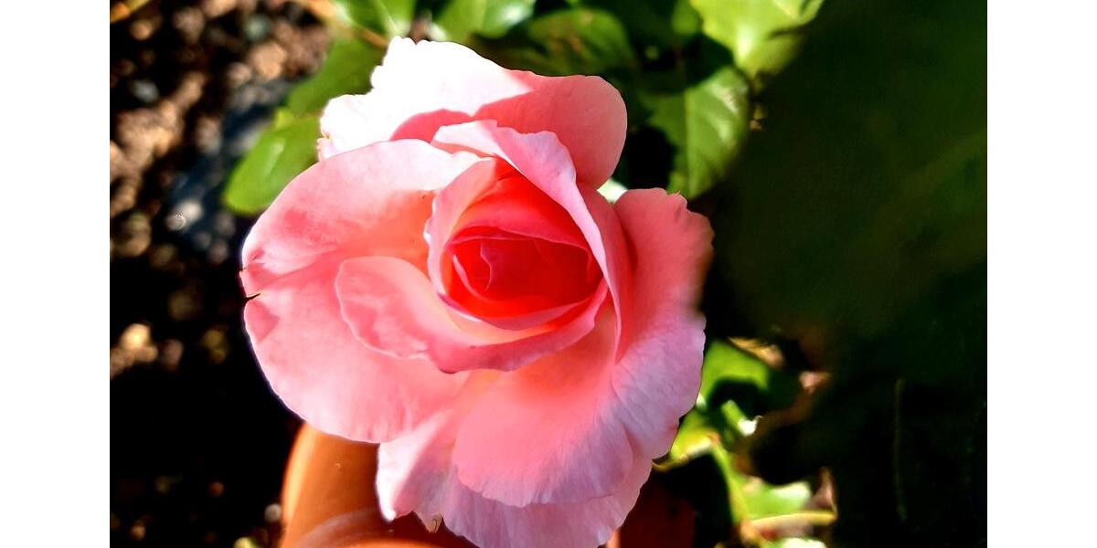 Grundstück Chemnitz Ebersdorf - 2.222&euro; | Angebot:25811683