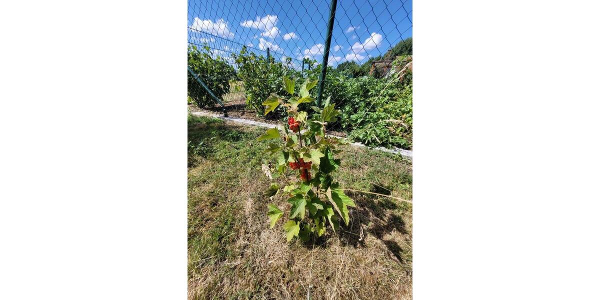 Grundstück Chemnitz Wittgensdorf - 100&euro; | Angebot:16064164