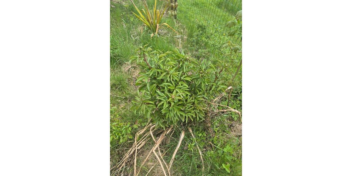 Grundstück Pockau-Lengefeld Lengefeld - 150&euro; | Angebot:26663802