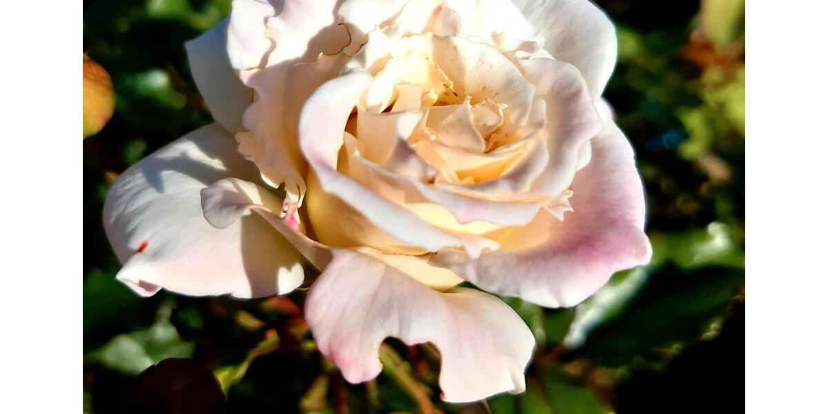 Grundstück Chemnitz Ebersdorf - 2.222&euro; | Angebot:25811683