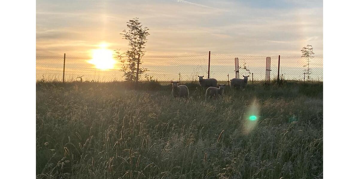 Grundstück Chemnitz Grüna - 100&euro; | Angebot:24475500