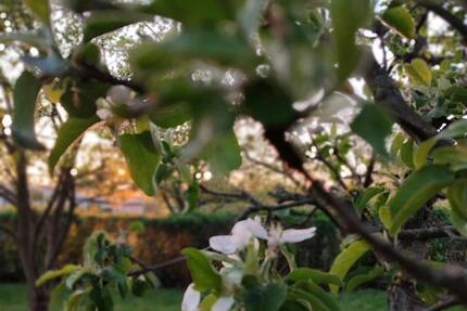 schöner idyllischer Garten in ruhiger Lage abzugeben zimmer