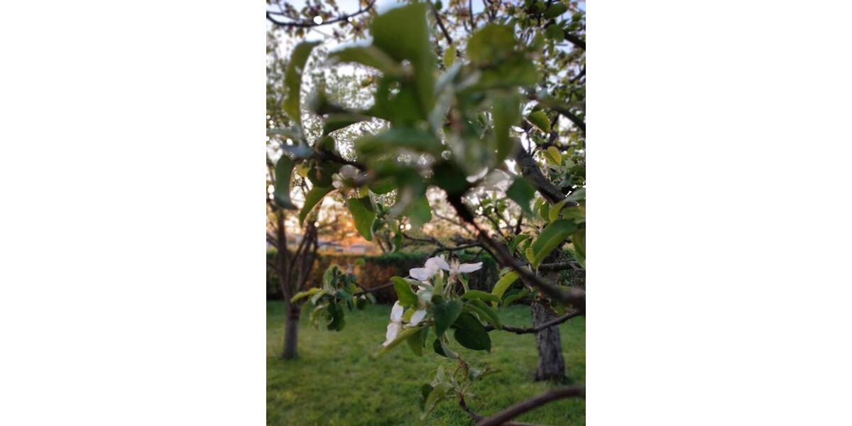 schöner idyllischer Garten in ruhiger Lage abzugeben zimmer