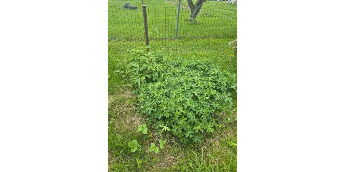 Grundstück Pockau-Lengefeld Lengefeld - 150&euro; | Angebot:26663802