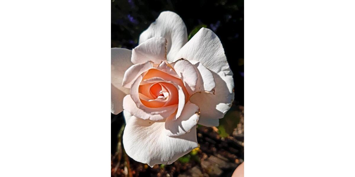 Grundstück Chemnitz Ebersdorf - 2.222&euro; | Angebot:25811683