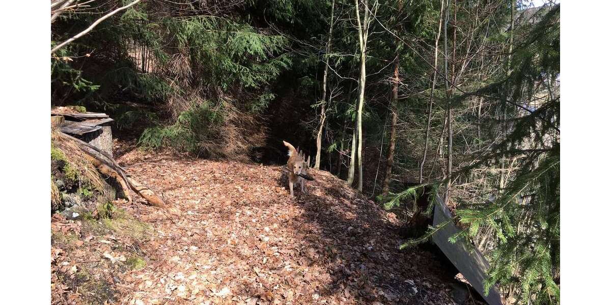 Großes Baugrundstück mit Altbestand am Waldrand in idyllischer Lage zimmer