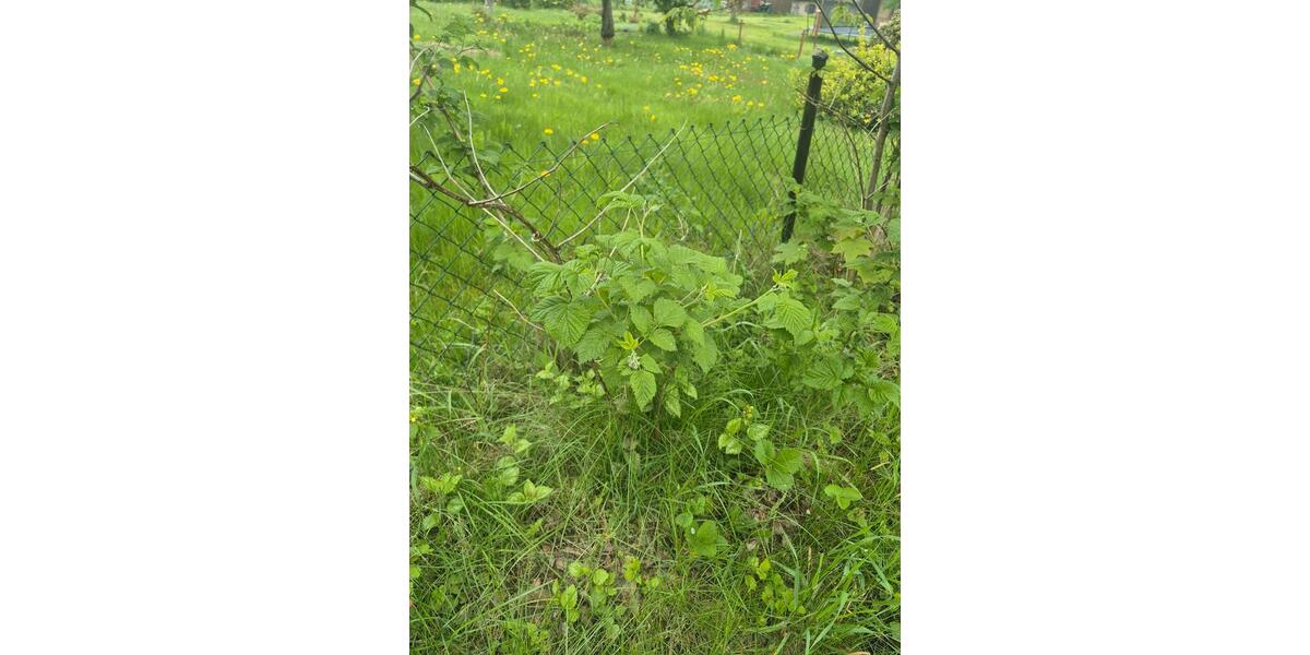 Grundstück Pockau-Lengefeld Lengefeld - 150&euro; | Angebot:26663802