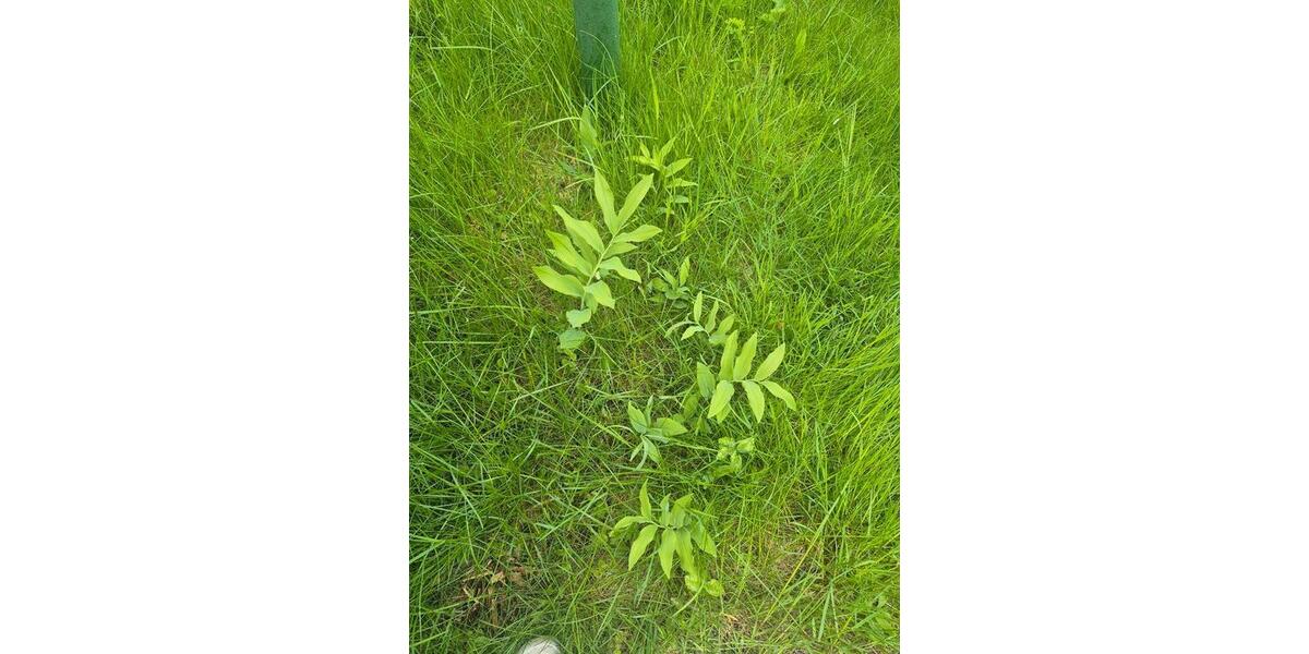 Grundstück Pockau-Lengefeld Lengefeld - 150&euro; | Angebot:26663802