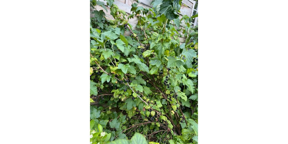 Grundstück Chemnitz Ebersdorf - 1.000&euro; | Angebot:20500465