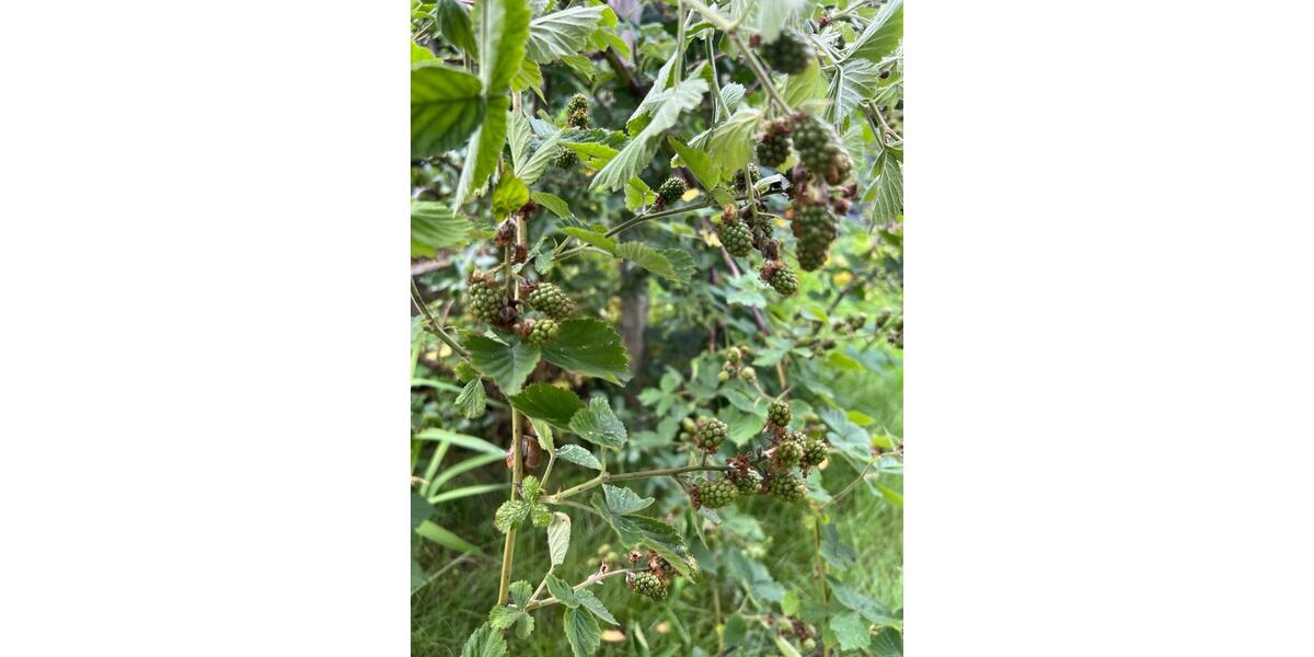 Grundstück Chemnitz Ebersdorf - 1.000&euro; | Angebot:20500465