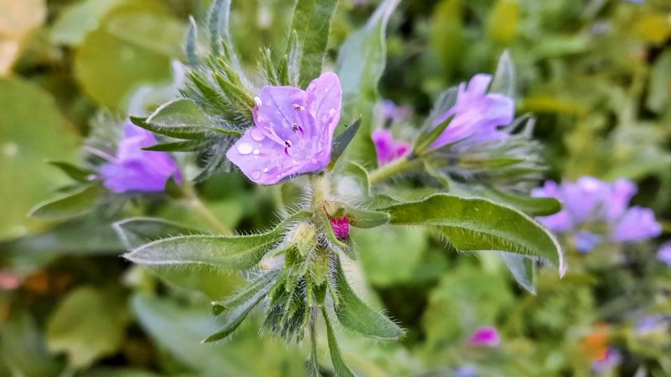 Grundstück Chemnitz Klaffenbach - 150&euro; | Angebot:25300030