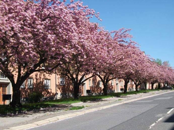 Etagenwohnung Chemnitz Lutherviertel - 2 Zimmer, 45 m&sup2;, 285&euro; | Angebot:26806951