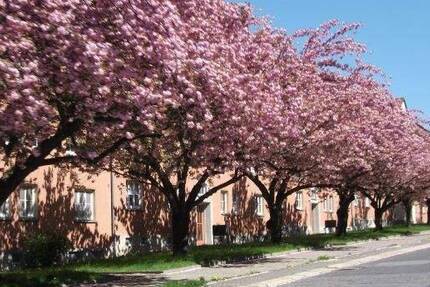 Wohnung Chemnitz Lutherviertel - 2 Zimmer, 45 m&sup2;, 285&euro; | Angebot:26806951